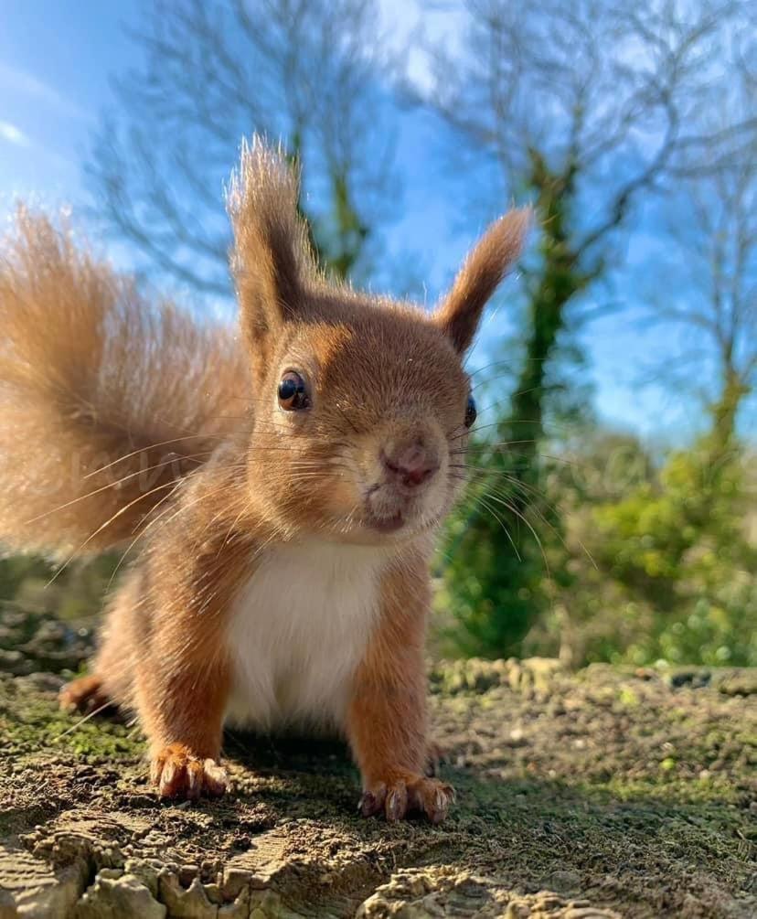 Red Squirrel Lodge サンダウン エクステリア 写真